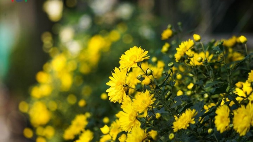 Beautiful blooms usher autumn upon Hanoi