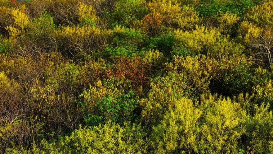 Exploring Ru Cha mangrove forest during autumn 