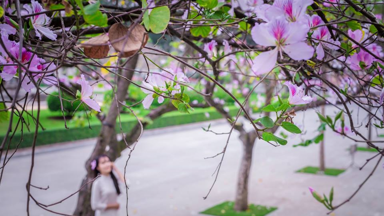 Beautiful Hong Kong orchid tree blossoms of Hanoi