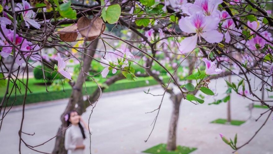 Beautiful Hong Kong orchid tree blossoms of Hanoi