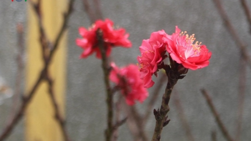 
        That Thon peach trees receive special care to bloom in time for Tet
                              