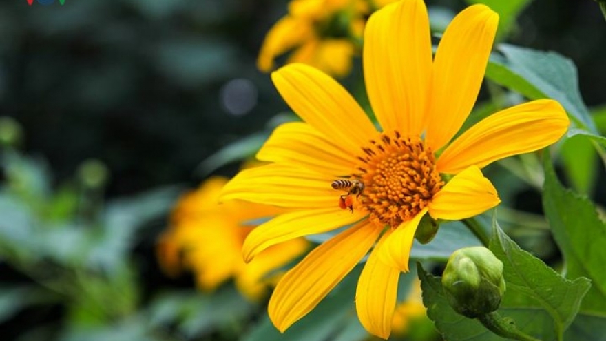Beautiful wild sunflowers in Ba Vi National Park 