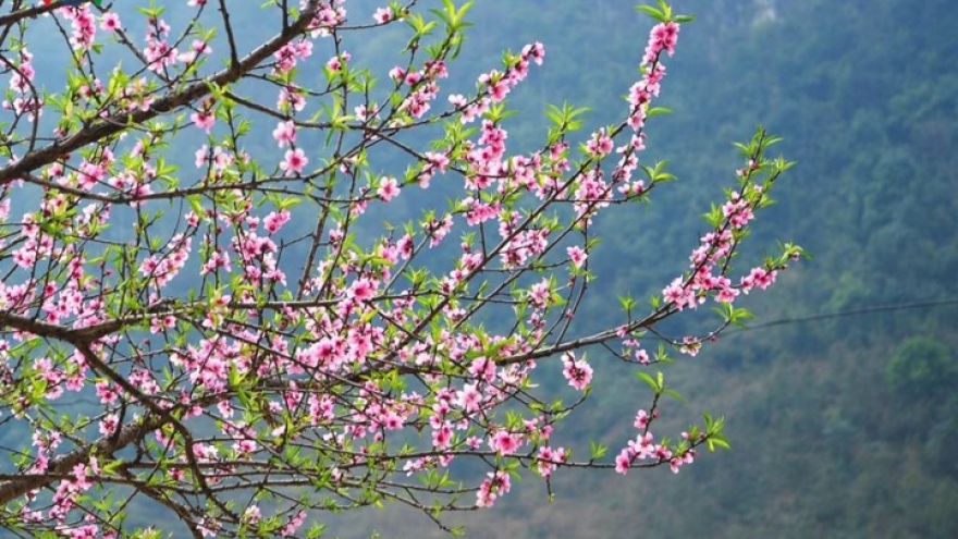 Ha Giang sees stunning peach and plum blossoms in full bloom