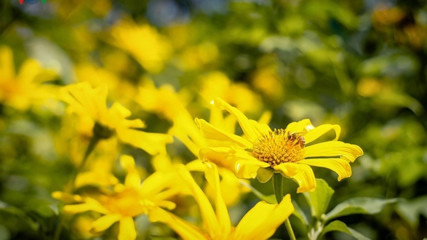 Wild sunflowers show beauty in north-western region