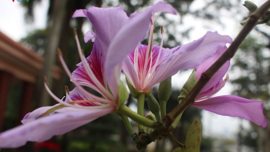 Stunning beauty of Ban flowers on display in Hanoi