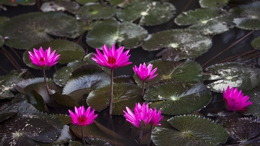 Stunning water lilies in Yen stream lure visitors during the autumn months 