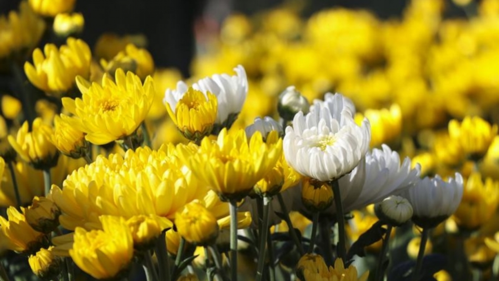 Thanh Hung flower village in Dien Bien bustling in the build-up for Tet