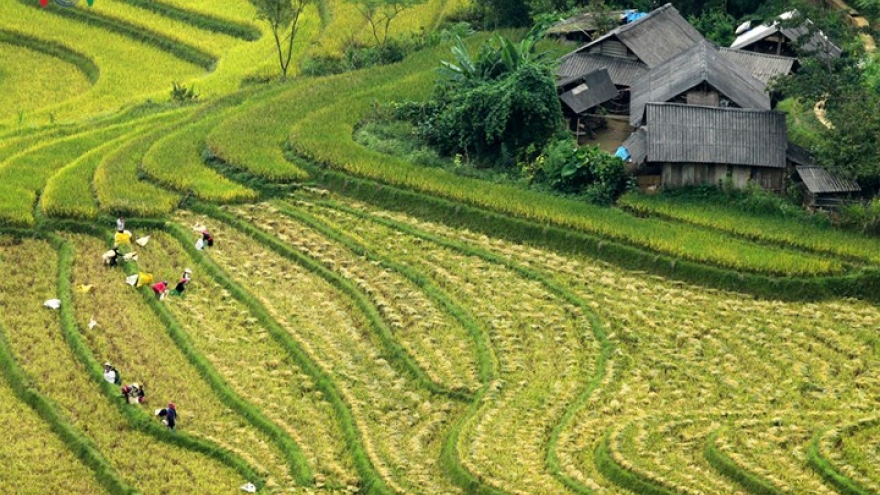 Stunning rice terraces of Hoang Lien Son mountain range