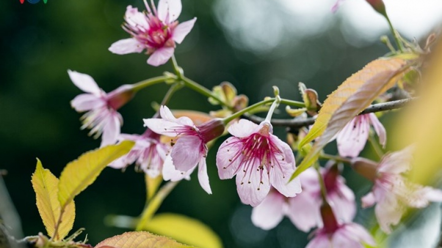 Sublime cherry blossom blush in northwest mountain region