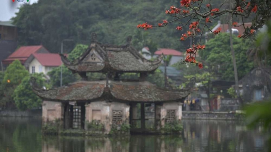 Stunning red silk cotton trees in Thay pagoda