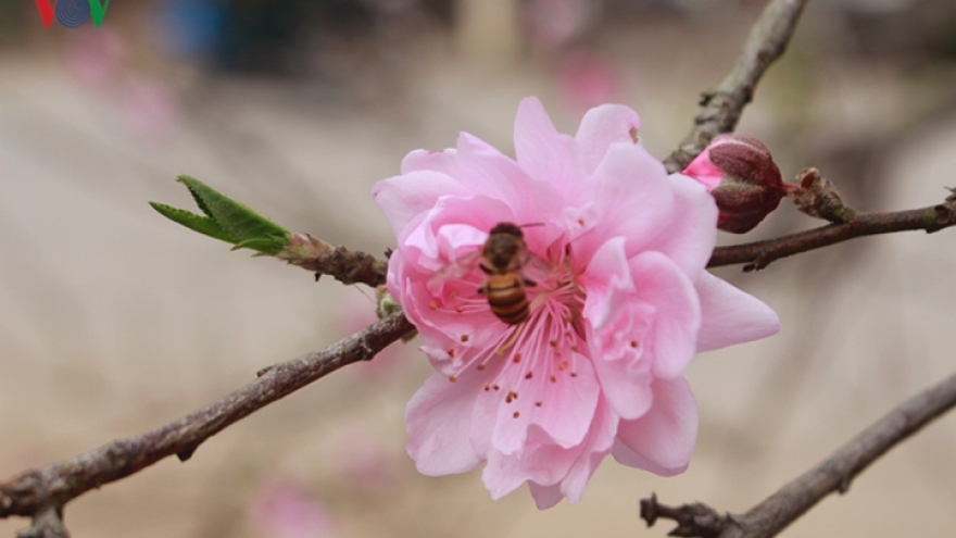 
        Wild peach blossoms do roaring trade in Son La ahead of Tet
                          
                      