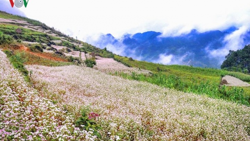 Buckwheat blossoms in Ha Giang