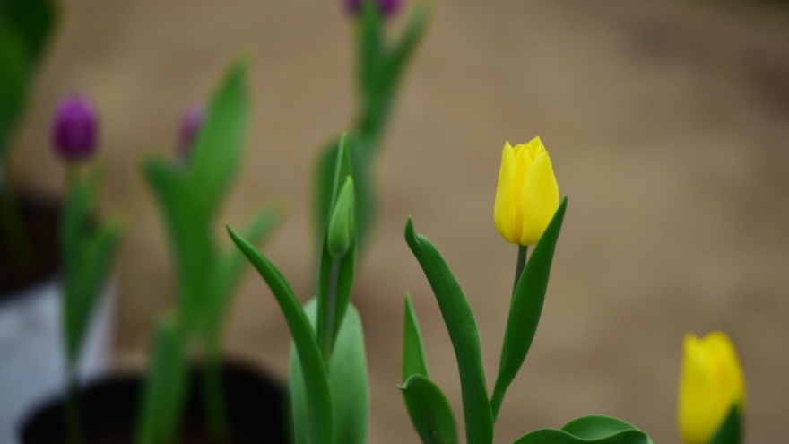 View the stunning beauty of Thua Thien Hue’s tulip flowers