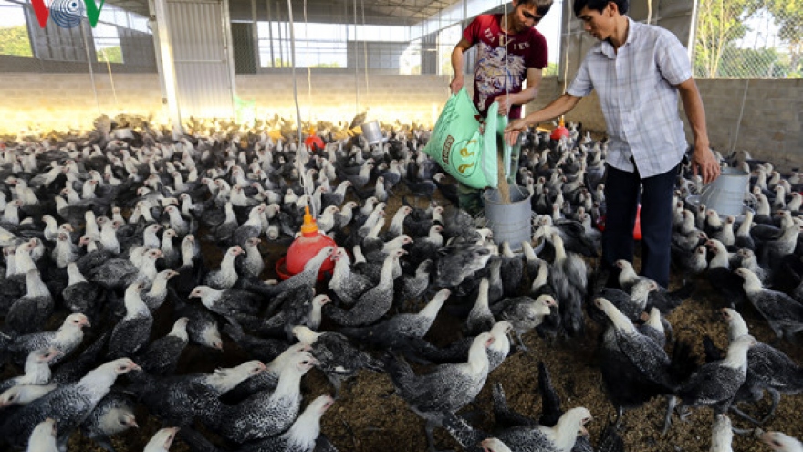 Poultry at top of livestock feed industry pecking order 