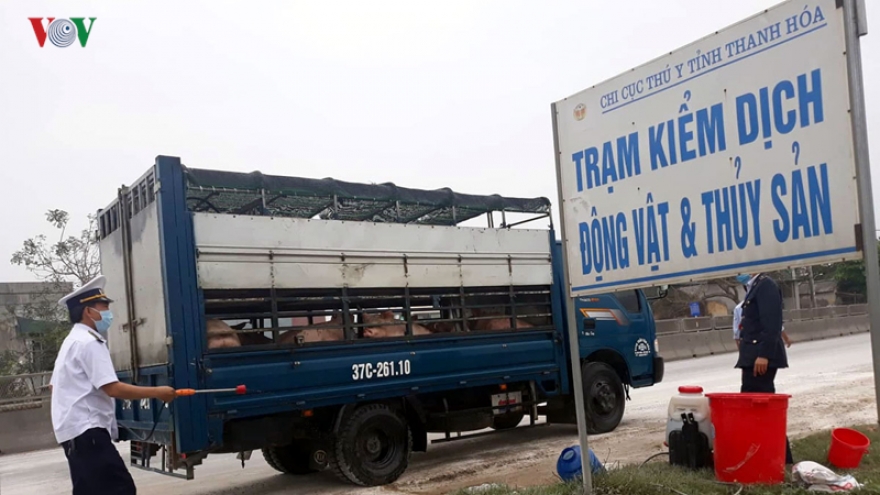 African swine fever spreads throughout Thanh Hoa