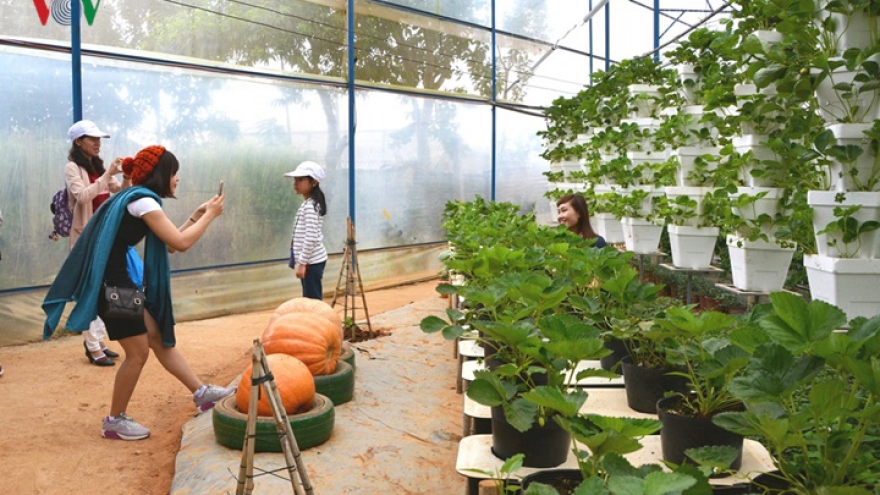Farm tours prove to be a hit among visitors to Da Lat 