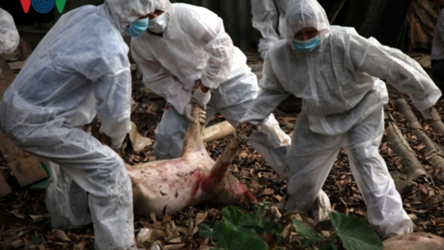 Lai Chau records first outbreak of African swine fever