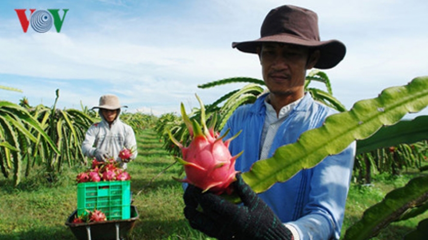 US fruit growers look for pitaya market to take off in 2017