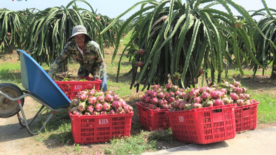 Binh Thuan’s dragon fruit receives price boost following customs clearance
