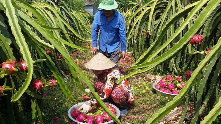 Seminar highlights int’l linkages to improve competitiveness of dragon fruit