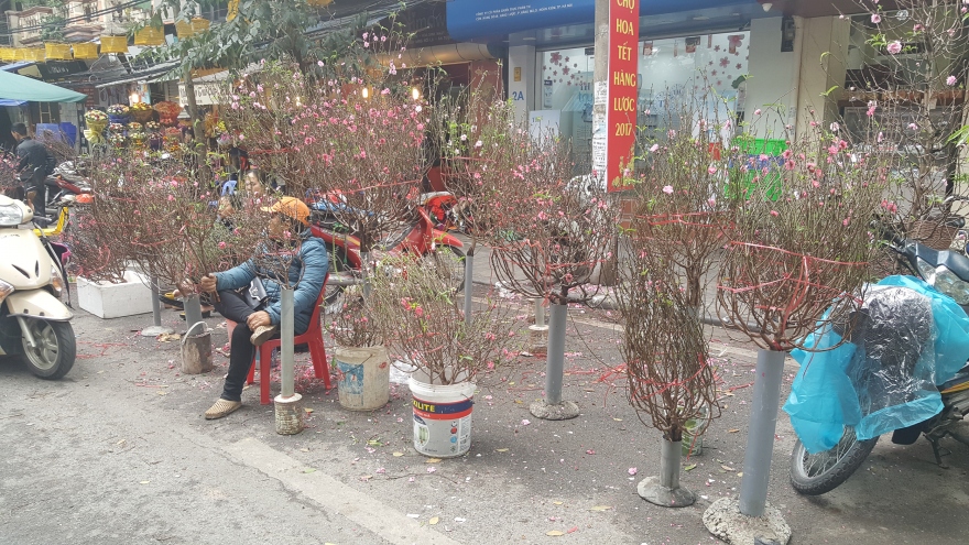 Hang Luoc Flower Market ready for Tet