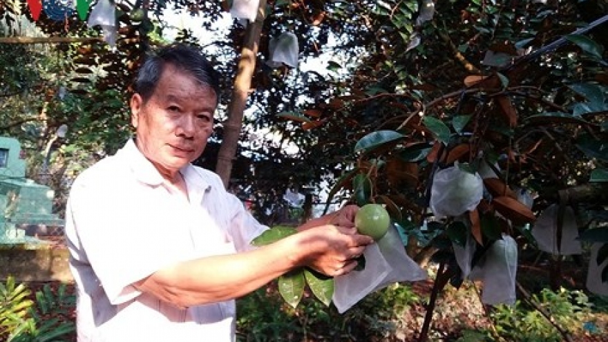 400 tons of Lo Ren star apples to be shipped to US