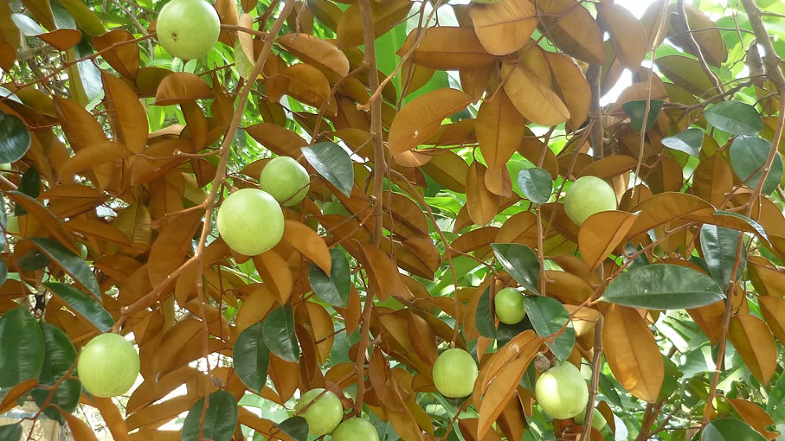 Vietnam star apple officially enters US market