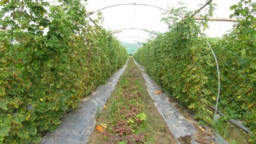 Da Nang to up use of organic fertilizer