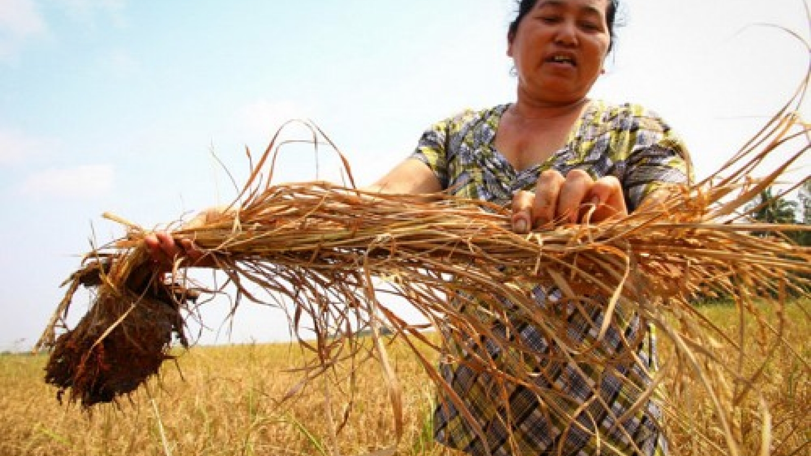 Lack of fresh water hits Vietnam’s Mekong Delta provinces