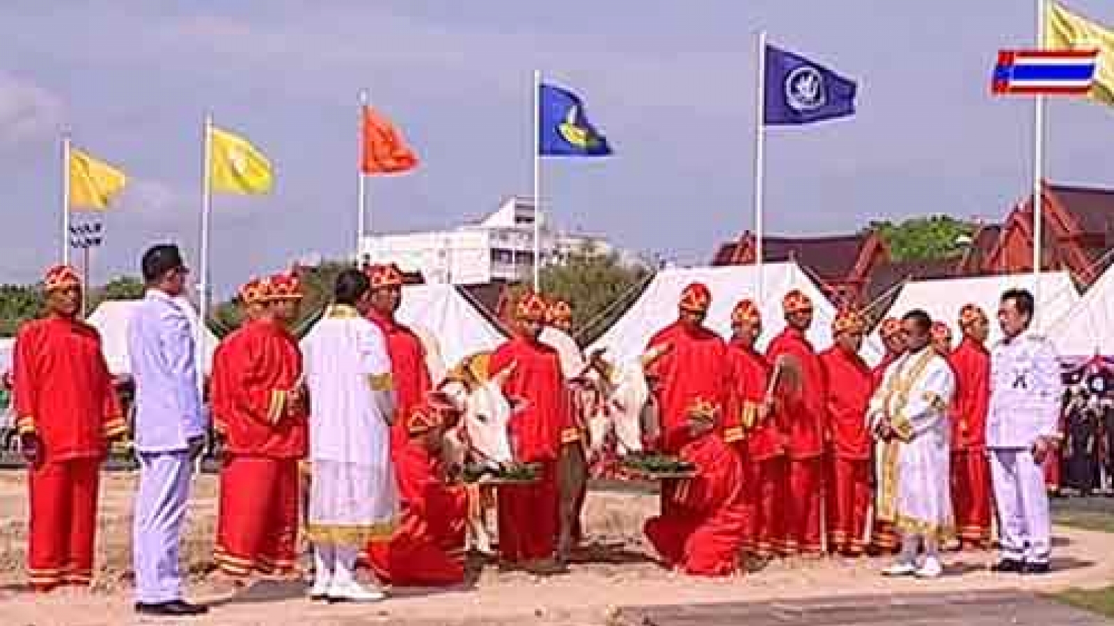 Sacred oxen eat sesame seeds, drink water to herald plentiful water