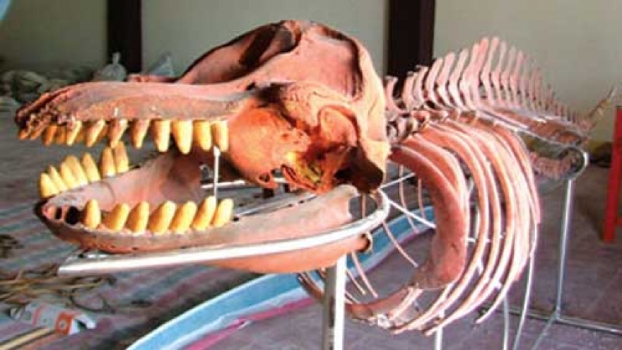 Giant whale skeleton preserved