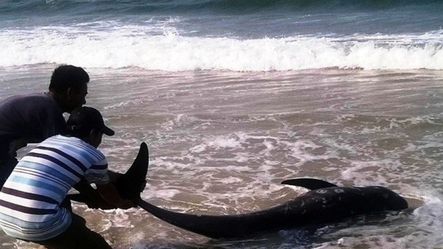  Dead whale washed to shore in central Vietnam