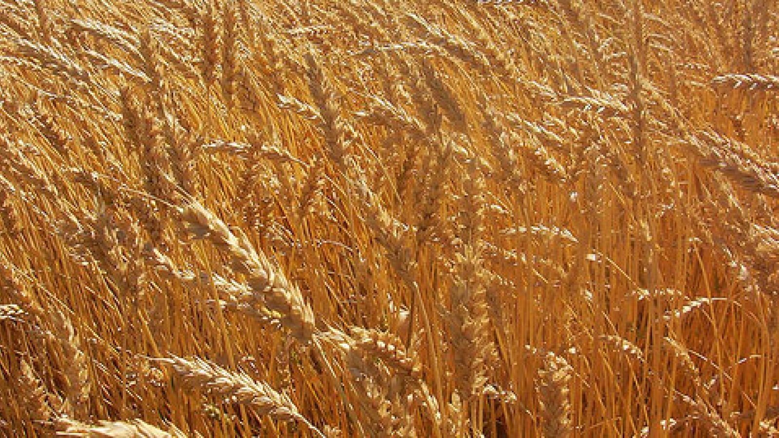 Vietnam suspends import of wheat from Ukraine