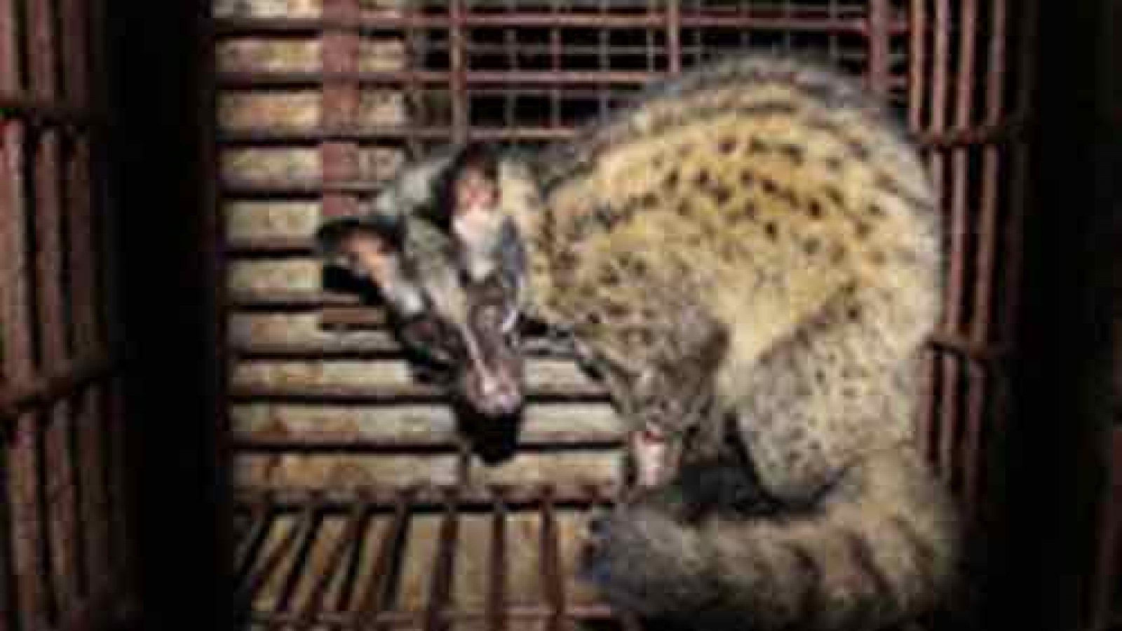 Commercial breeding of endangered wildlife forbidden