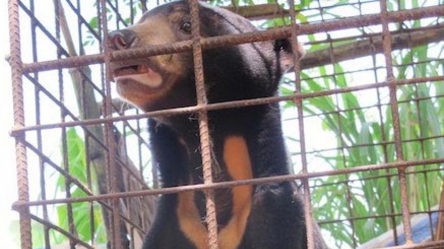 Bile farming decimates wild bears