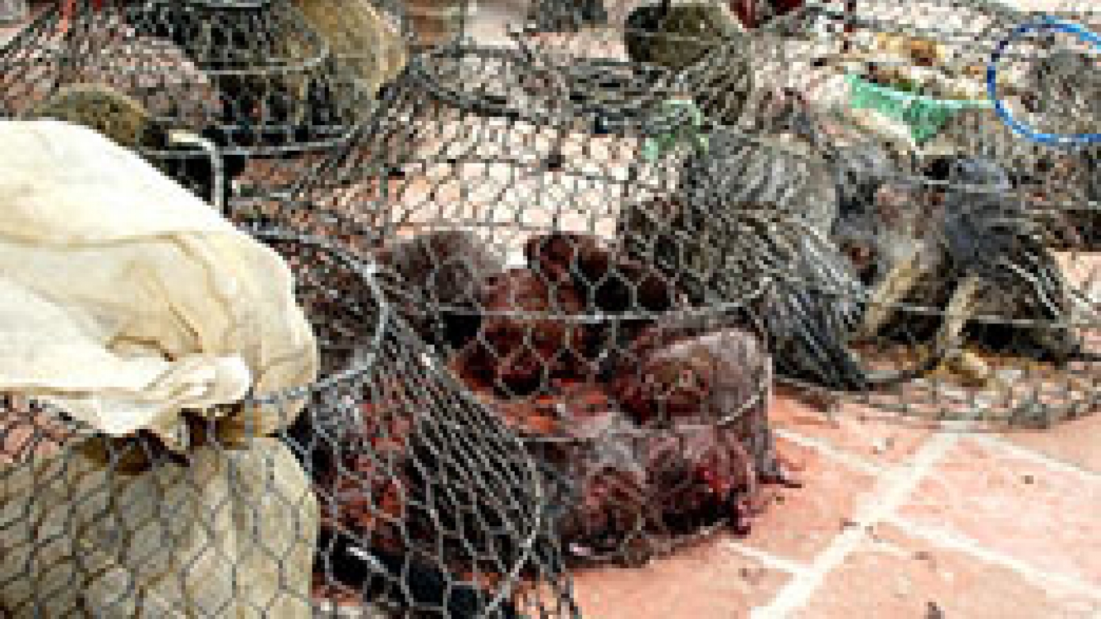 Vietnam to host int’l wildlife trade conference in November