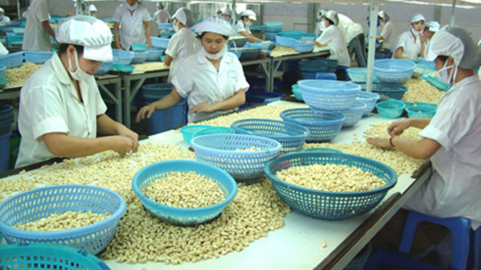 Vietnam remains globe’s biggest cashew exporter 