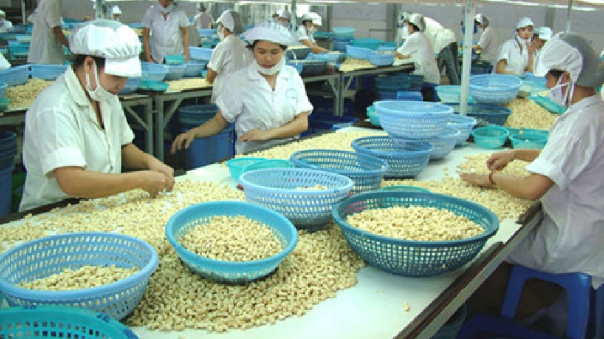 Vietnam remains globe’s biggest cashew exporter 