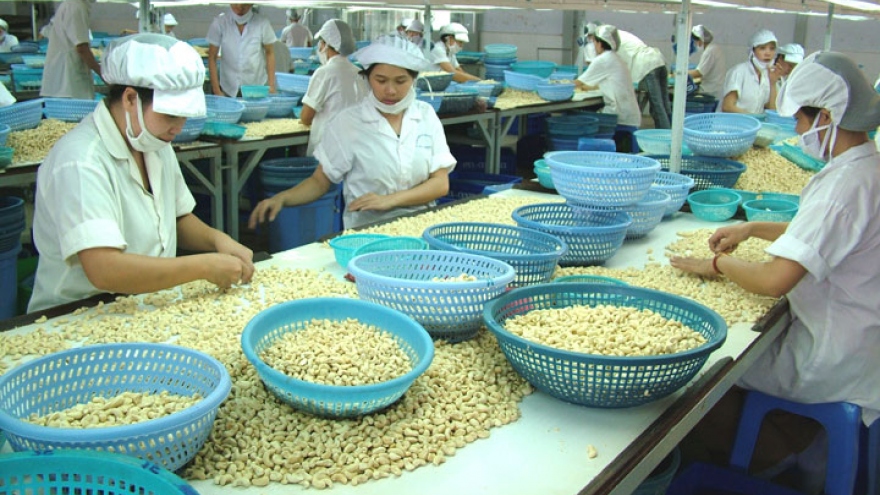 Cashew sector earns low profits in global value chain 