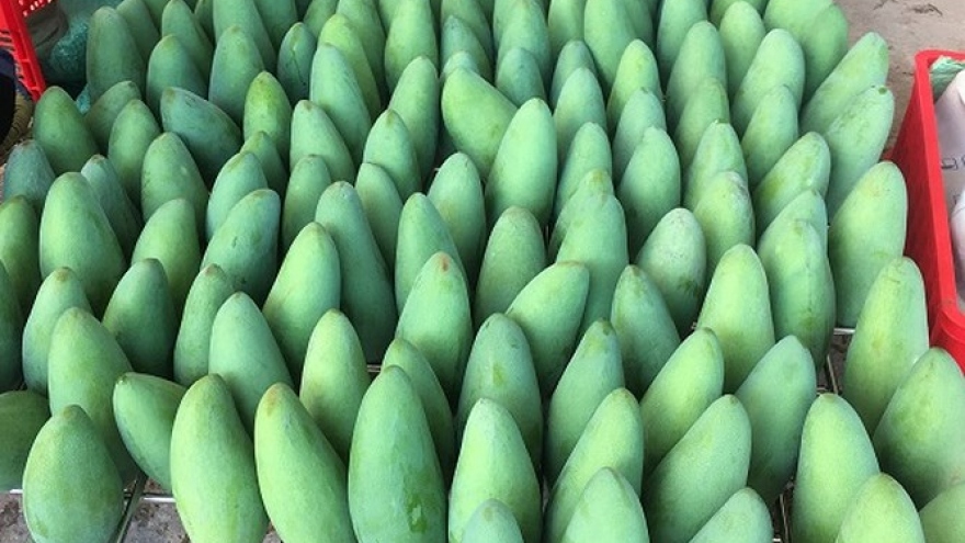 Son La ships 3 tons of mangoes to Australia