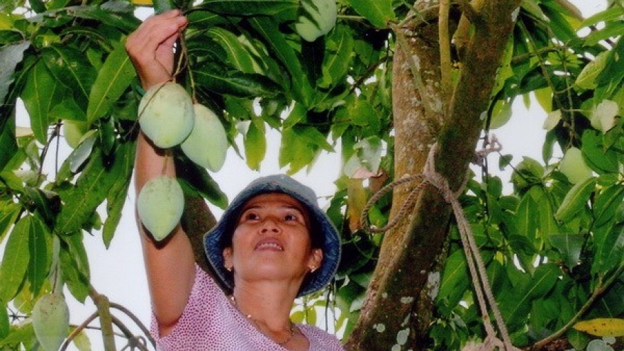 Vietnam officially begins mango exports to US