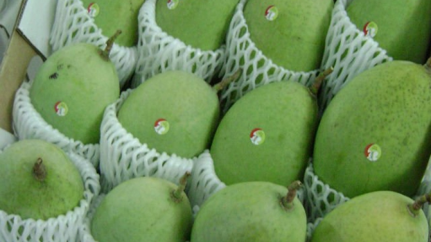 Mango shipments to Australia on the upswing