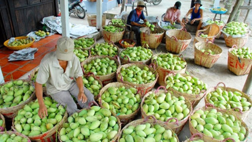 Mango producer struggles to meet Australian standards