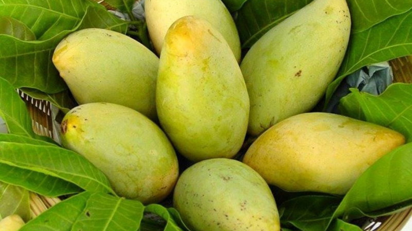 US to open door for Vietnamese mangoes