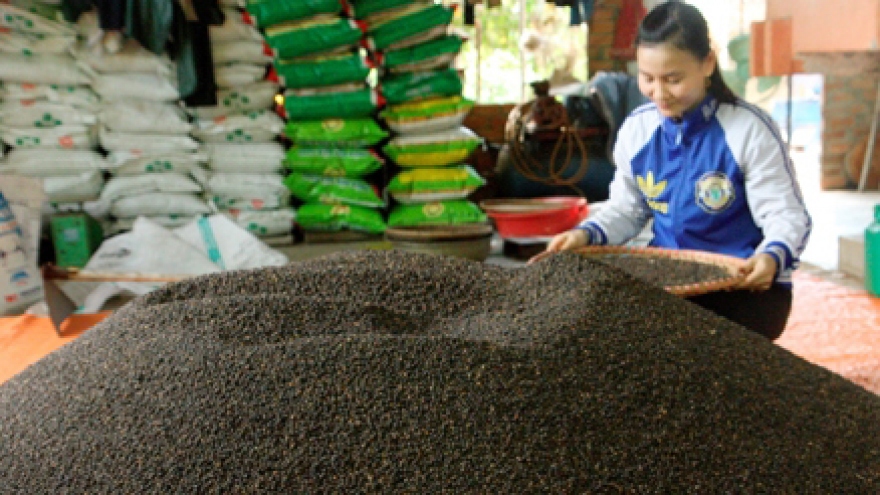 
        Pepper exports turn into ‘black gold’
                              