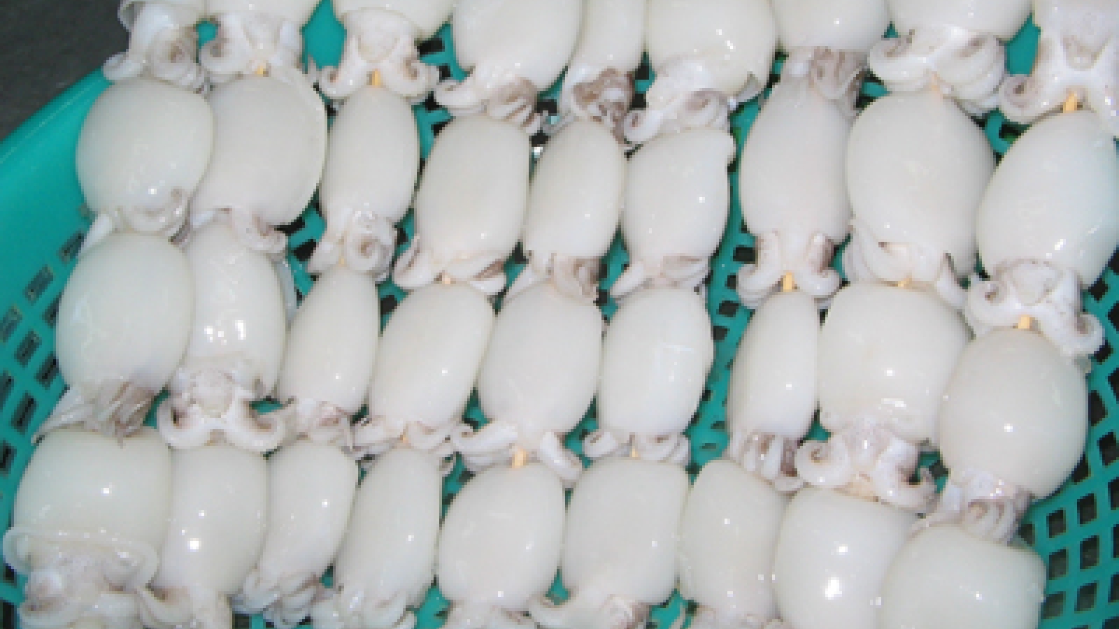 Squid and octopus exports down