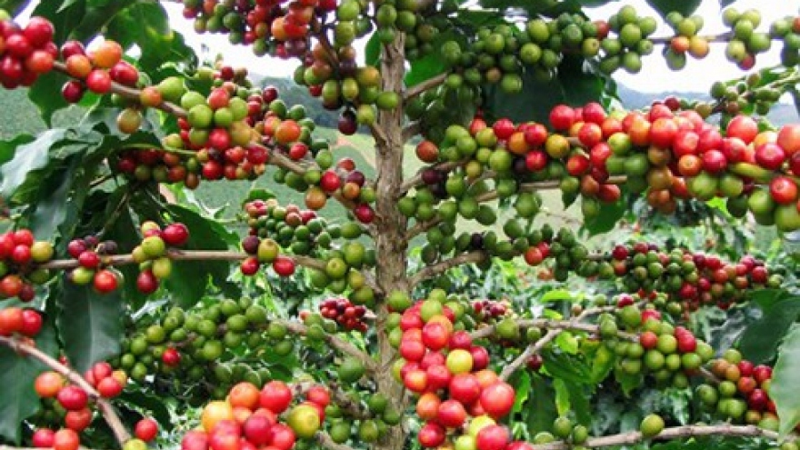 Value of coffee exports to Indonesia soars