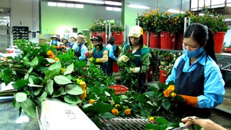 Should Vietnam export fresh flowers?