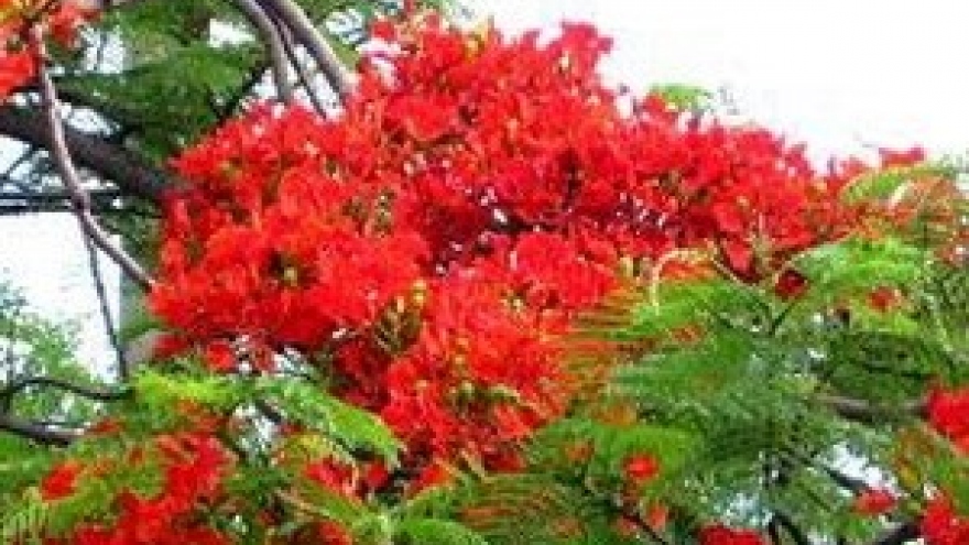 Hai Phong city to bloom during flamboyant festival