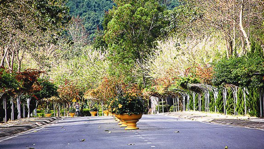 The world of flowers in Yang Bay